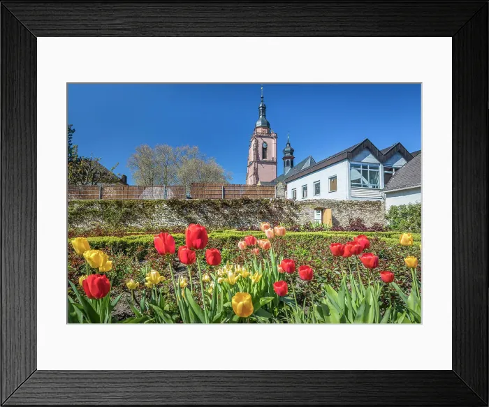 Framed Print : Tulips in the rose garden of Eltville with a view towards the parish church, Rheingau, Hesse, Germany Framed Print : Tulips in the rose garden of Eltville with a view towards the parish church, Rheingau, Hesse, Germany