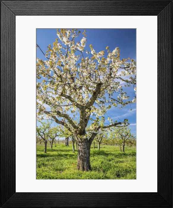Framed Print : Old standard cherry tree near Frauenstein, Wiesbaden, Hesse, Germany Framed Print : Old standard cherry tree near Frauenstein, Wiesbaden, Hesse, Germany