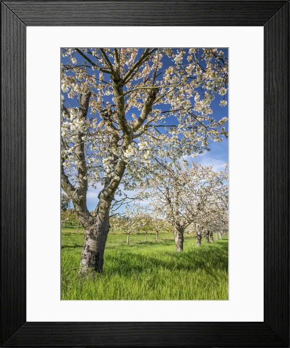 Framed Print : Blossoming cherry trees near Frauenstein, Wiesbaden, Hesse, Germany Framed Print : Blossoming cherry trees near Frauenstein, Wiesbaden, Hesse, Germany