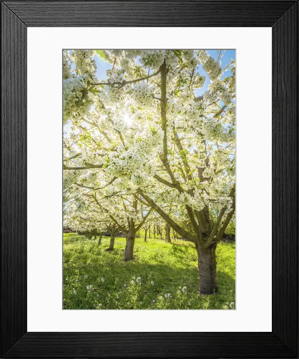 Framed Print : Lush blooming cherry trees near Frauenstein, Wiesbaden, Hesse, Germany Framed Print : Lush blooming cherry trees near Frauenstein, Wiesbaden, Hesse, Germany