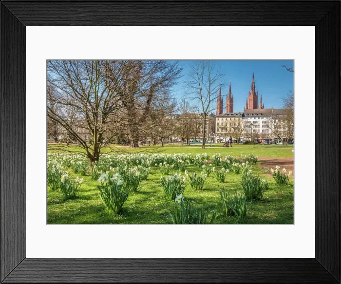 Framed Print : Meadow of daffodils on Warmen Damm, in the background Wilhelmstrasse and Marktkirche, Wiesbaden, Hesse, Germany