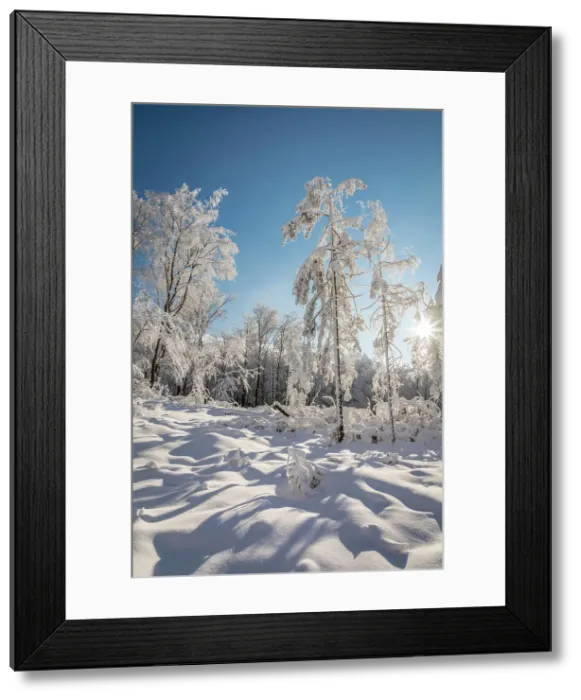 Framed Print : Winter sun in the snowy forest in the Rheingau-Taunus Nature Park near Engenhahn, Niedernhausen, Hesse, Germany Framed Print : Winter sun in the snowy forest in the Rheingau-Taunus Nature Park near Engenhahn, Niedernhausen, Hesse, Germany