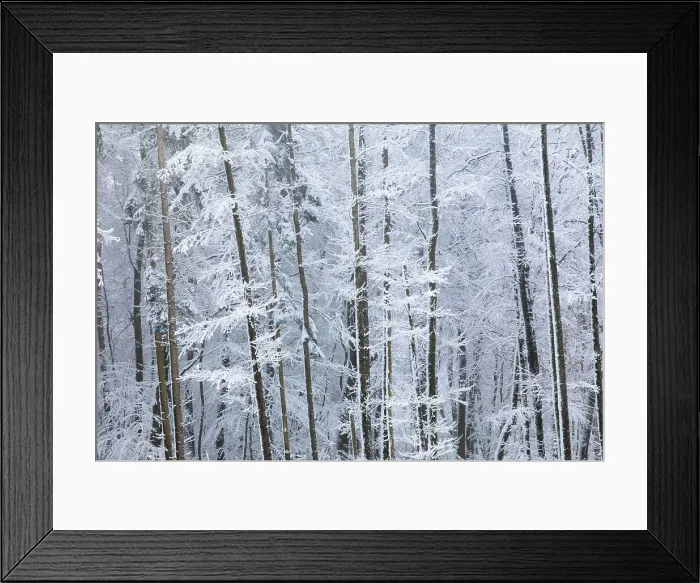 Framed Print : Winter forest in the Rheingau-Taunus Nature Park near Engenhahn, Niedernhausen, Hesse, Germany