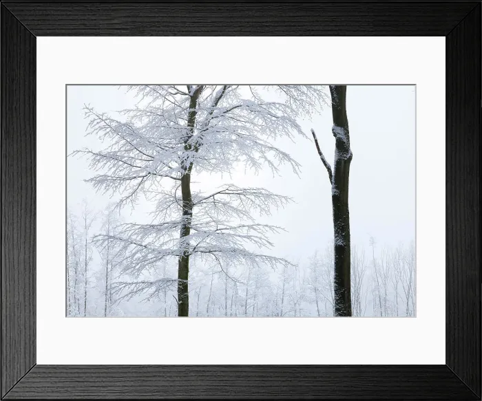 Framed Print : Winter forest in the Rheingau-Taunus Nature Park near Engenhahn, Niedernhausen, Hesse, Germany Framed Print : Winter forest in the Rheingau-Taunus Nature Park near Engenhahn, Niedernhausen, Hesse, Germany