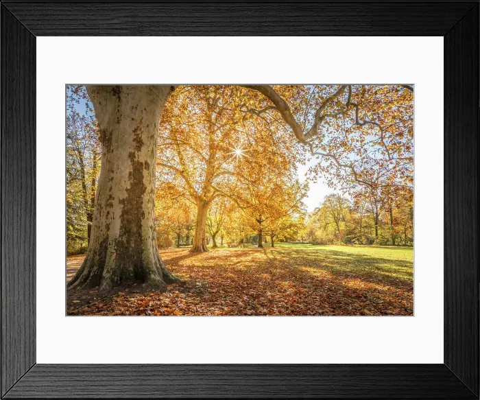 Framed Print : Mighty plane tree in the Biebricher Schlosspark, Wiesbaden, Hesse, Germany Framed Print : Mighty plane tree in the Biebricher Schlosspark, Wiesbaden, Hesse, Germany