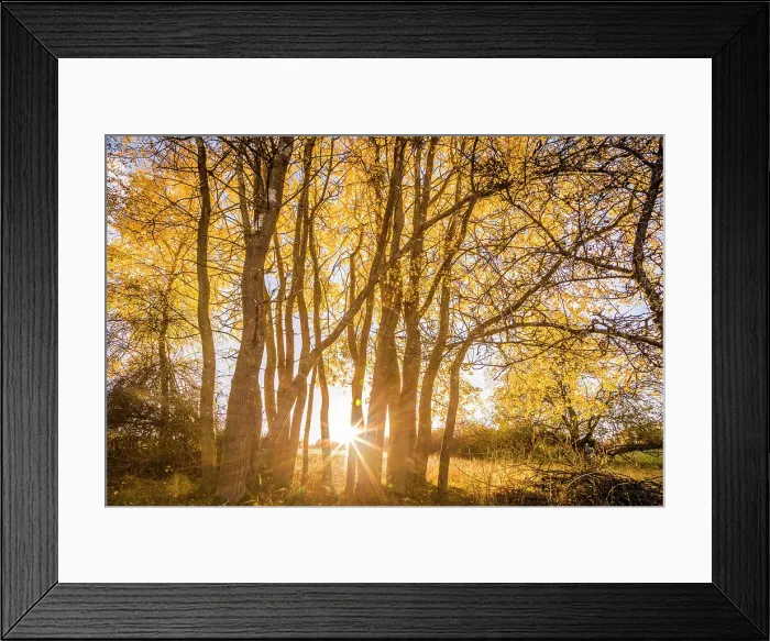 Framed Print : Autumn poplar grove in the Rheingau-Taunus Nature Park near Engenhahn, Niedernhausen, Hesse, Germany Framed Print : Autumn poplar grove in the Rheingau-Taunus Nature Park near Engenhahn, Niedernhausen, Hesse, Germany