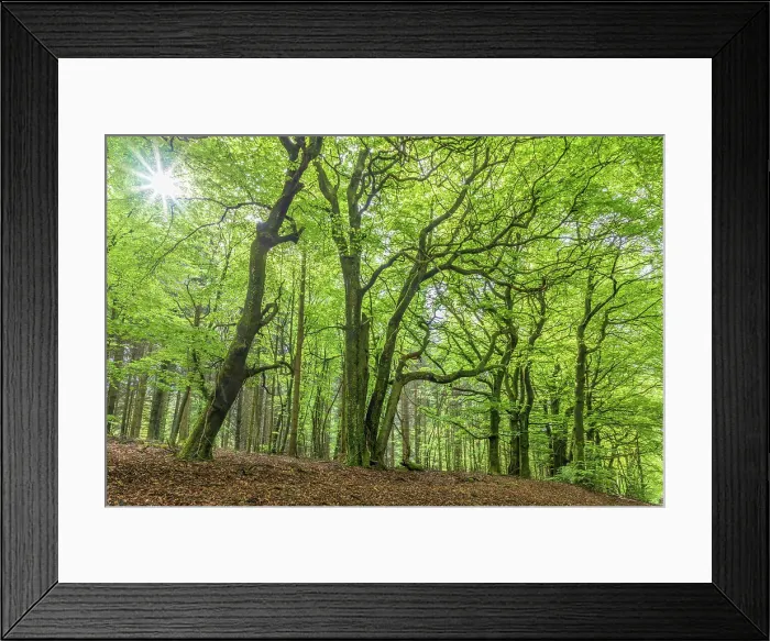 Framed Print : Spring in the beech forest in the Rheingau-Taunus Nature Park near Engenhahn, Niedernhausen, Hesse, Germany Framed Print : Spring in the beech forest in the Rheingau-Taunus Nature Park near Engenhahn, Niedernhausen, Hesse, Germany