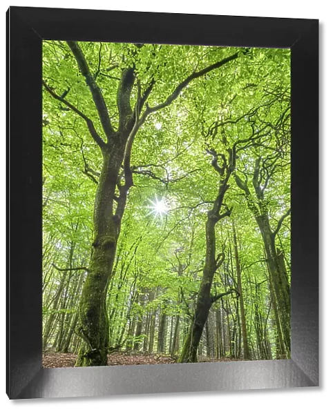 Spring in the beech forest in the Rheingau-Taunus Nature Park near Engenhahn, Niedernhausen, Hesse, Germany