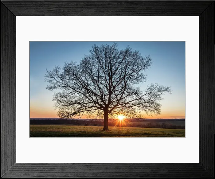 Framed Print : Oak tree at sunset in the Rheingau-Taunus Nature Park near Engenhahn, Niedernhausen, Hesse, Germany Framed Print : Oak tree at sunset in the Rheingau-Taunus Nature Park near Engenhahn, Niedernhausen, Hesse, Germany