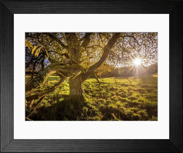 Framed Print : Old walnut tree in the Rheingau-Taunus Nature Park near Engenhahn, Niedernhausen, Hesse, Germany Framed Print : Old walnut tree in the Rheingau-Taunus Nature Park near Engenhahn, Niedernhausen, Hesse, Germany