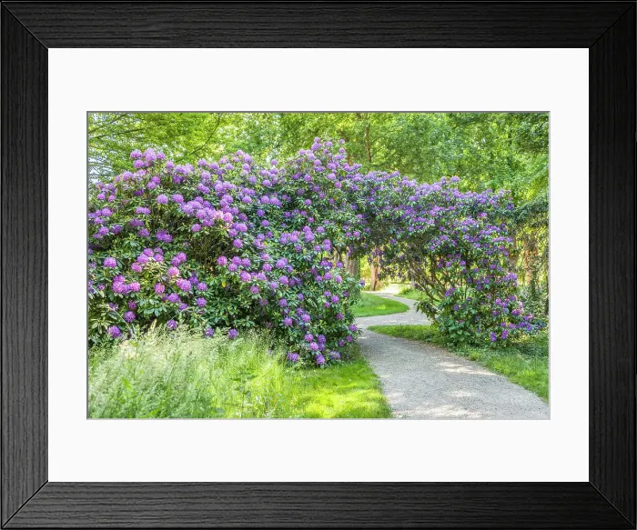 Framed Print : Large rhododendron in the park of Schloss Bothmer in Klutz, Mecklenburg-West Pomerania, Baltic Sea, North Germany, Germany Framed Print : Large rhododendron in the park of Schloss Bothmer in Klutz, Mecklenburg-West Pomerania, Baltic Sea, North Germany, Germany