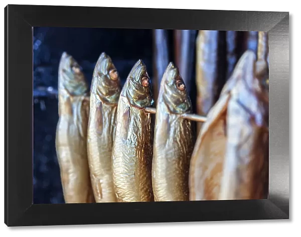 Smoking oven with mackerel in Prerow, Mecklenburg-West Pomerania, Baltic Sea, North Germany, Germany