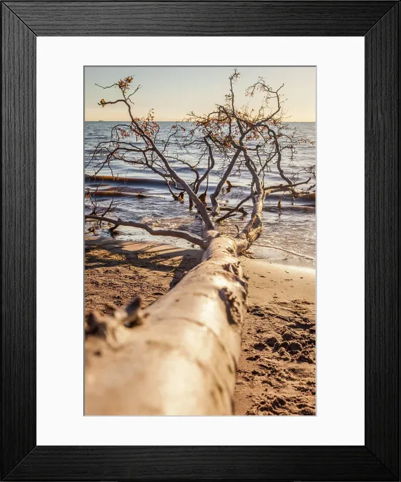 Framed Print : Fallen tree on the wild western edge of Darss, Mecklenburg-Western Pomerania, Baltic Sea, North Germany, Germany Framed Print : Fallen tree on the wild western edge of Darss, Mecklenburg-Western Pomerania, Baltic Sea, North Germany, Germany