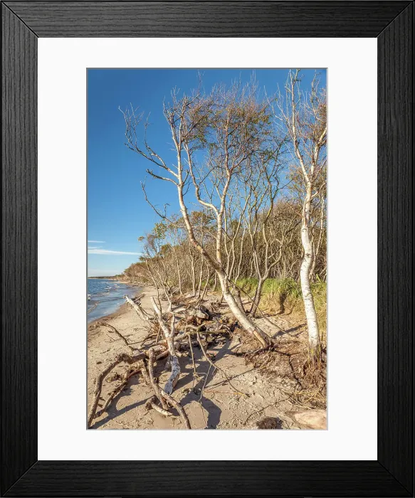 Framed Print : Beach forest with birches on the western edge of Darss, Mecklenburg-Western Pomerania, Baltic Sea, Northern Germany, Germany Framed Print : Beach forest with birches on the western edge of Darss, Mecklenburg-Western Pomerania, Baltic Sea, Northern Germany, Germany