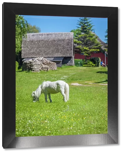 White pony on a farm pasture in Ahrenshoop, Mecklenburg-West Pomerania, Baltic Sea, Northern Germany, Germany
