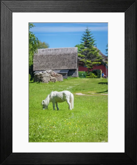 Framed Print : White pony on a farm pasture in Ahrenshoop, Mecklenburg-West Pomerania, Baltic Sea, Northern Germany, Germany Framed Print : White pony on a farm pasture in Ahrenshoop, Mecklenburg-West Pomerania, Baltic Sea, Northern Germany, Germany