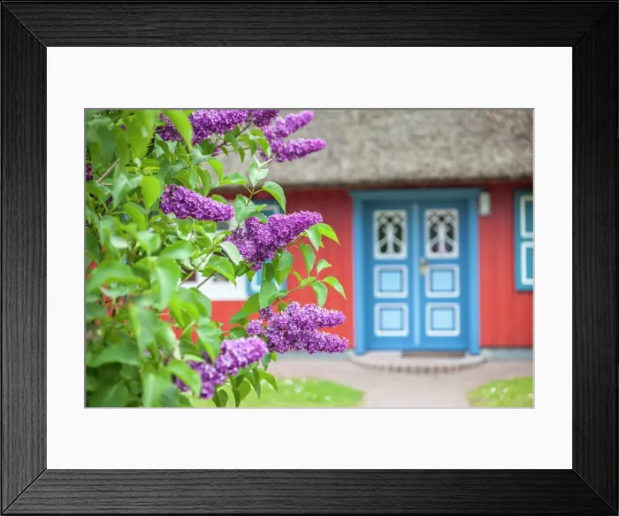 Framed Print : Lilac bush in front of a beautiful, old thatched roof house in Born am Darss, Mecklenburg-Western Pomerania, Baltic Sea, Northern Germany, Germany Framed Print : Lilac bush in front of a beautiful, old thatched roof house in Born am Darss, Mecklenburg-Western Pomerania, Baltic Sea, Northern Germany, Germany