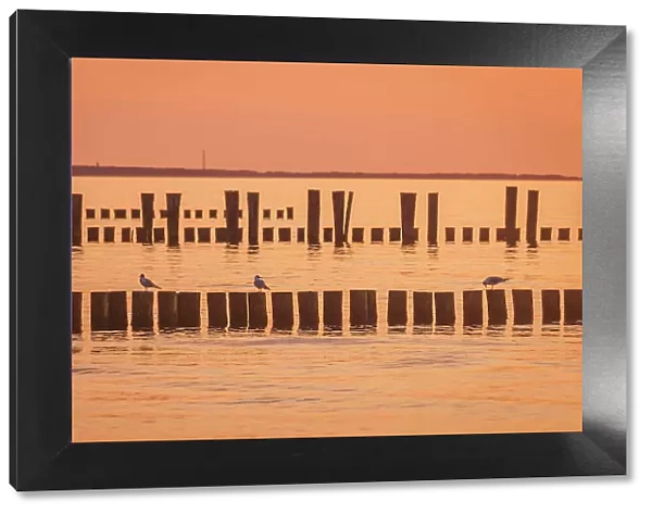 Groynes at the sea in the sunset in Zingst, Mecklenburg-West Pomerania, Baltic Sea, North Germany, Germany