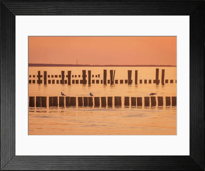 Framed Print : Groynes at the sea in the sunset in Zingst, Mecklenburg-West Pomerania, Baltic Sea, North Germany, Germany