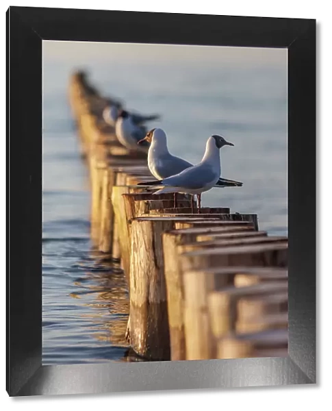 Seagulls sit on the groynes on the beach of Zingst in the evening light, Mecklenburg-Western Pomerania, Baltic Sea, North Germany, Germany