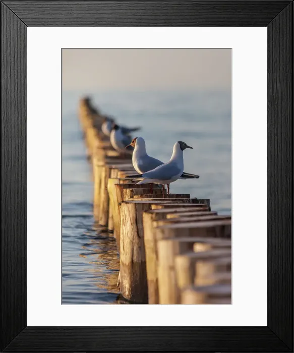 Framed Print : Seagulls sit on the groynes on the beach of Zingst in the evening light, Mecklenburg-Western Pomerania, Baltic Sea, North Germany, Germany Framed Print : Seagulls sit on the groynes on the beach of Zingst in the evening light, Mecklenburg-Western Pomerania, Baltic Sea, North Germany, Germany