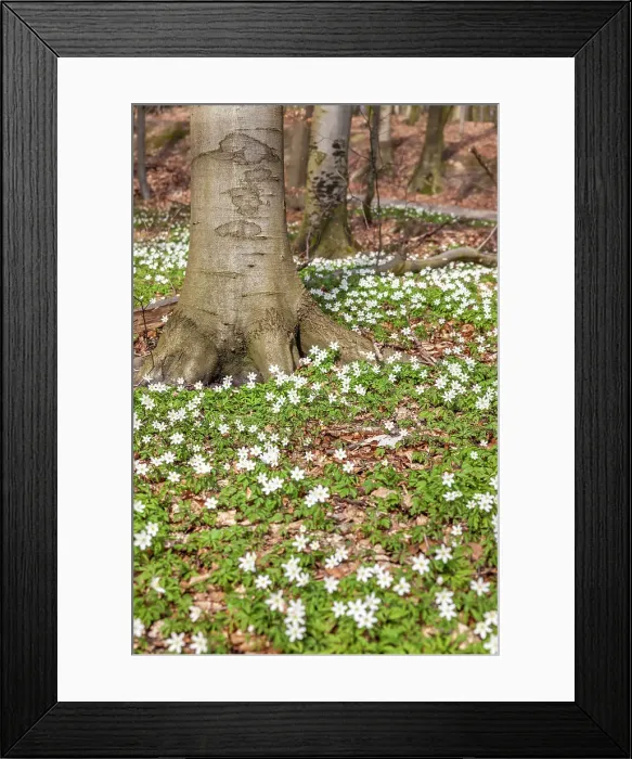 Framed Print : Wood Anemone (Anemone nemorosa) in the forest near Sellin on Ruegen, Mecklenburg-Western Pomerania, Baltic Sea, Northern Germany, Germany Framed Print : Wood Anemone (Anemone nemorosa) in the forest near Sellin on Ruegen, Mecklenburg-Western Pomerania, Baltic Sea, Northern Germany, Germany