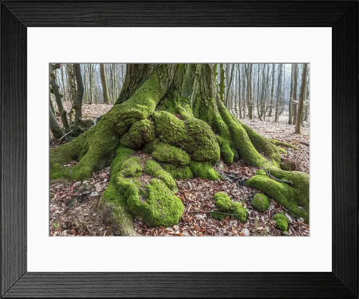 Framed Print : Gnarled old oak in the forest near Sellin on Ruegen, Mecklenburg-Western Pomerania, Baltic Sea, North Germany, Germany Framed Print : Gnarled old oak in the forest near Sellin on Ruegen, Mecklenburg-Western Pomerania, Baltic Sea, North Germany, Germany