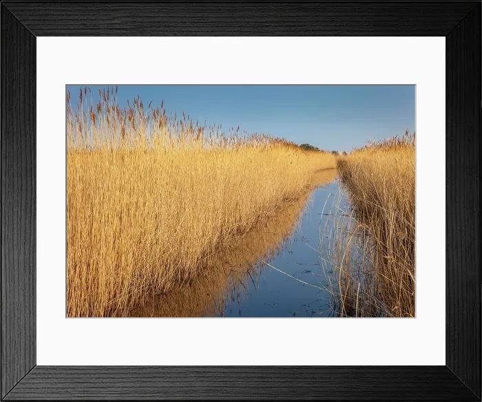 Framed Print : Moat in the reed in the Western Pomerania Lagoon Area National Park at Darsser Ort, Mecklenburg-Western Pomerania, Baltic Sea, Northern Germany, Germany Framed Print : Moat in the reed in the Western Pomerania Lagoon Area National Park at Darsser Ort, Mecklenburg-Western Pomerania, Baltic Sea, Northern Germany, Germany
