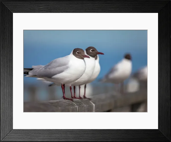 Framed Print : Black-headed gulls (Chroicocephalus ridibundus) at the pier of Prerow, Mecklenburg-Western Pomerania, Baltic Sea, Northern Germany, Germany Framed Print : Black-headed gulls (Chroicocephalus ridibundus) at the pier of Prerow, Mecklenburg-Western Pomerania, Baltic Sea, Northern Germany, Germany