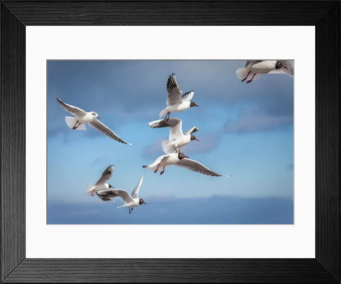 Framed Print : Common gulls (Larus canus) in flight at the Prerow pier, Mecklenburg-Western Pomerania, Baltic Sea, Northern Germany, Germany Framed Print : Common gulls (Larus canus) in flight at the Prerow pier, Mecklenburg-Western Pomerania, Baltic Sea, Northern Germany, Germany