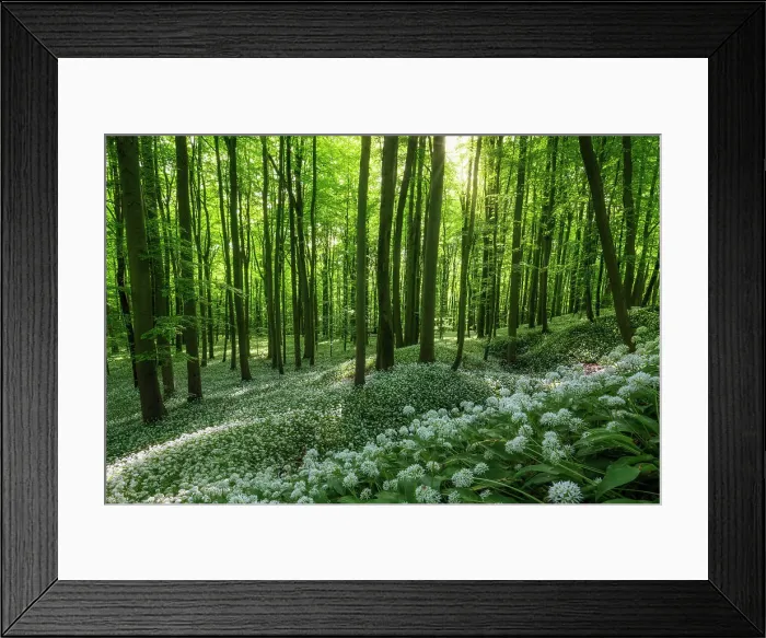 Framed Print : Deciduous forest with blooming wild garlic (Allium ursinum), ramsons, Hainich National Park, Unesco World Heritage, Old Beech Forests of Germany Thuringia, Germany Framed Print : Deciduous forest with blooming wild garlic (Allium ursinum), ramsons, Hainich National Park, Unesco World Heritage, Old Beech Forests of Germany Thuringia, Germany