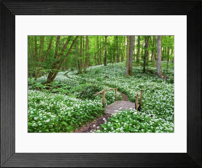 Framed Print : Path through deciduous forest with blooming wild garlic (Allium ursinum), ramsons, Hainich National Park, Unesco World Heritage, Old Beech Forests of Germany Thuringia, Germany Framed Print : Path through deciduous forest with blooming wild garlic (Allium ursinum), ramsons, Hainich National Park, Unesco World Heritage, Old Beech Forests of Germany Thuringia, Germany