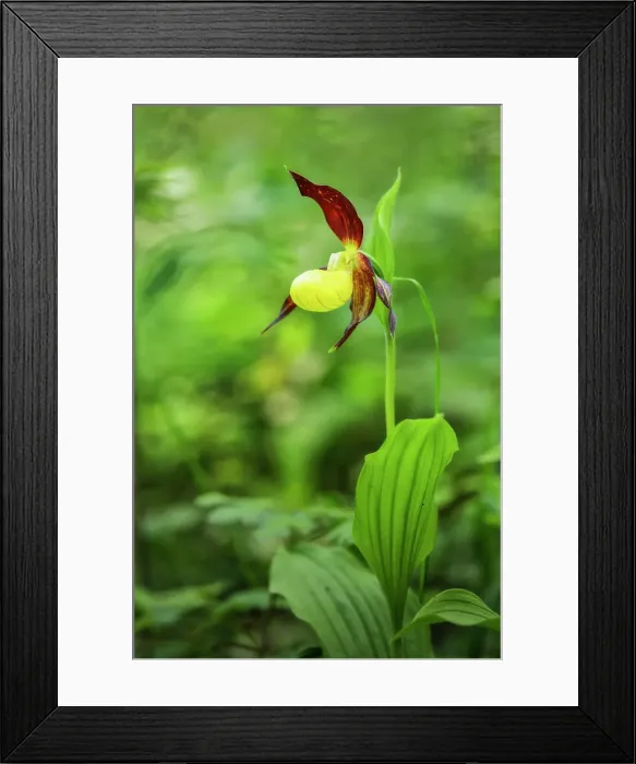 Framed Print : Yellow Lady's-slipper orchid (Cypripedium calceolus), Thuringian Forest, Thuringia, Germany Framed Print : Yellow Lady's-slipper orchid (Cypripedium calceolus), Thuringian Forest, Thuringia, Germany