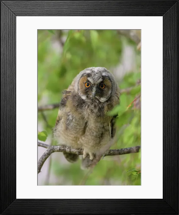 Framed Print : Tawny Owl (Strix aluco), - Young bird, Thuringian Forest, Thuringia, Germany