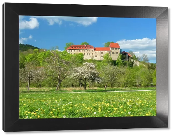Creuzburg Castle in the Werra valley, in front of blooming orchard meadow, Creuzburg, Thuringia, Germany
