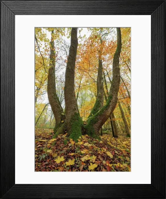 Framed Print : Deciduous forest - maple tree in autumn, Hainich National Park, Unesco World Heritage, Old Beech Forests of Germany Thuringia, Germany Framed Print : Deciduous forest - maple tree in autumn, Hainich National Park, Unesco World Heritage, Old Beech Forests of Germany Thuringia, Germany