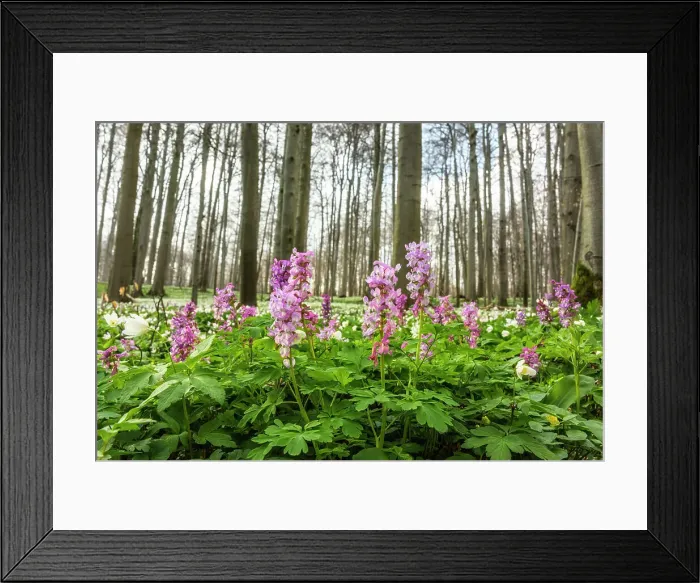 Framed Print : Deciduous forest with blooming hollow larkspur (Corydalis cava), Hainich National Park, Unesco World Heritage, Old Beech Forests of Germany Thuringia, Germany Framed Print : Deciduous forest with blooming hollow larkspur (Corydalis cava), Hainich National Park, Unesco World Heritage, Old Beech Forests of Germany Thuringia, Germany