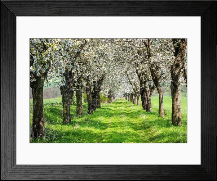 Framed Print : Alley from flowering Cherry trees (Prunus) in spring, near Apolda, Thuringia, Germany
