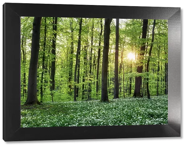 Deciduous forest with blooming wild garlic (Allium ursinum), ramsons, Hainich National Park, Unesco World Heritage, Old Beech Forests of Germany Thuringia, Germany