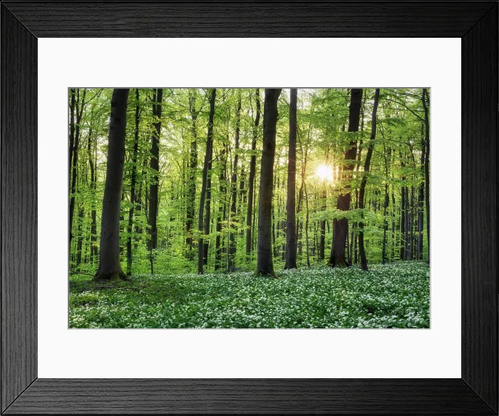 Framed Print : Deciduous forest with blooming wild garlic (Allium ursinum), ramsons, Hainich National Park, Unesco World Heritage, Old Beech Forests of Germany Thuringia, Germany Framed Print : Deciduous forest with blooming wild garlic (Allium ursinum), ramsons, Hainich National Park, Unesco World Heritage, Old Beech Forests of Germany Thuringia, Germany