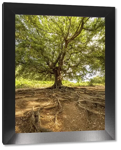 Europe, Italy, Sardinia. An old oak tree with exposed roots