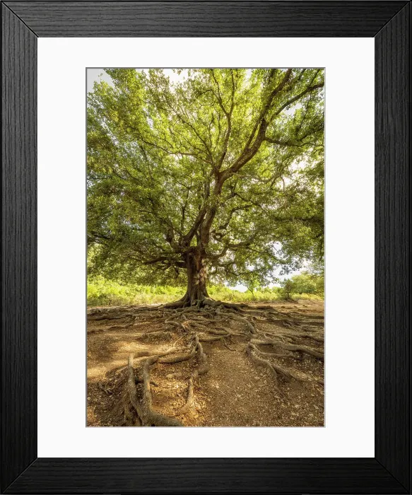 Framed Print : Europe, Italy, Sardinia. An old oak tree with exposed roots