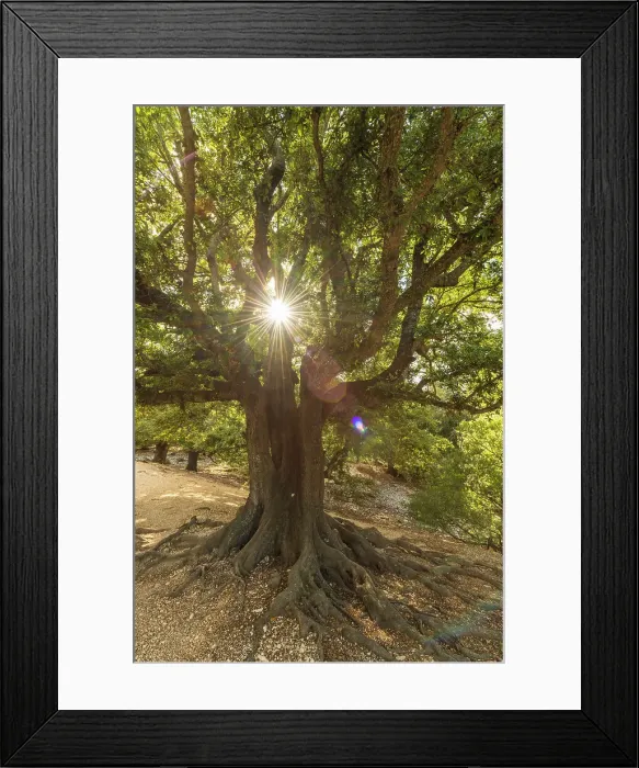 Framed Print : Europe, Italy, Sardinia. An old oak tree in the afternoon light Framed Print : Europe, Italy, Sardinia. An old oak tree in the afternoon light