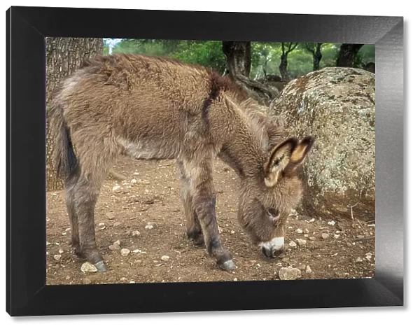 Europe, Italy, Sardinia. A baby donkey in the field