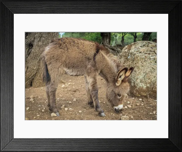 Framed Print : Europe, Italy, Sardinia. A baby donkey in the field