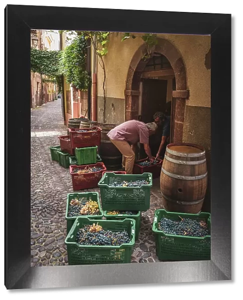 Europe, Italy, Sardinia. Men busy taking the harvested grapes into the cellar in Bosa
