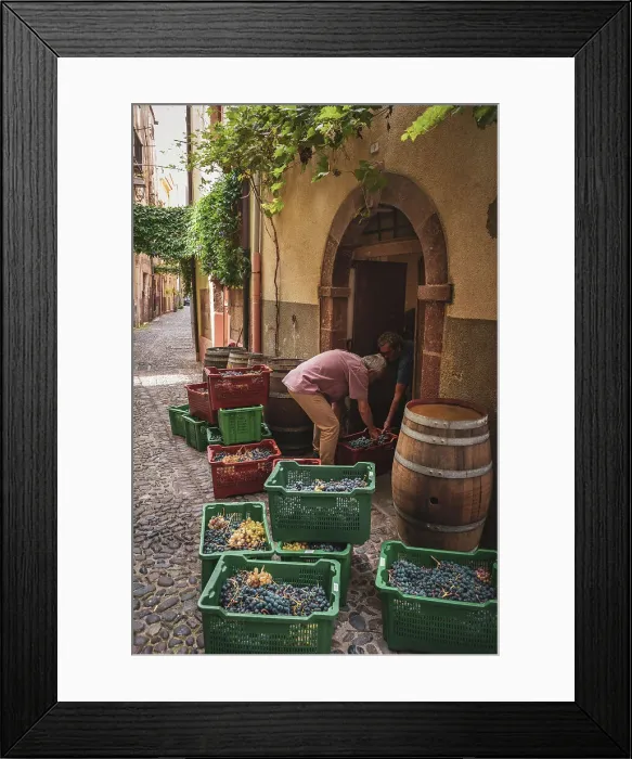 Framed Print : Europe, Italy, Sardinia. Men busy taking the harvested grapes into the cellar in Bosa Framed Print : Europe, Italy, Sardinia. Men busy taking the harvested grapes into the cellar in Bosa