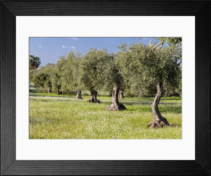Framed Print : Italy, Sicily, Ragusa, an olive orchard with white flowers Framed Print : Italy, Sicily, Ragusa, an olive orchard with white flowers