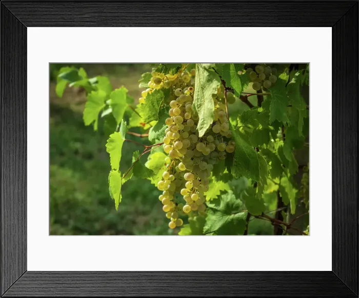 Framed Print : Italy, Veneto. A ripe clera grape for the Prosecco Framed Print : Italy, Veneto. A ripe clera grape for the Prosecco
