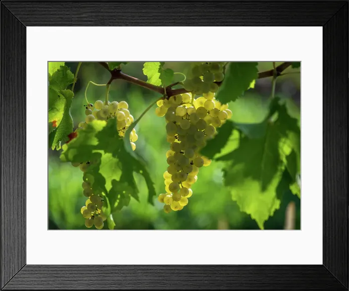 Framed Print : Italy, Friuli Venezia Giulia. a ripe grape in the Collio area Framed Print : Italy, Friuli Venezia Giulia. a ripe grape in the Collio area